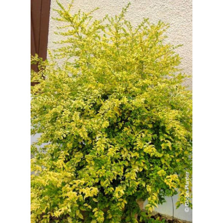 LIGUSTRUM sinense LEMON & LIME (Troène de Chine Lemon & lime)