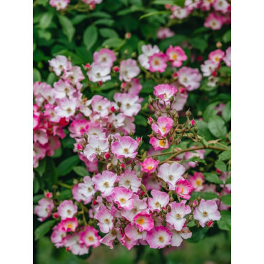 ROSIER BALLERINA