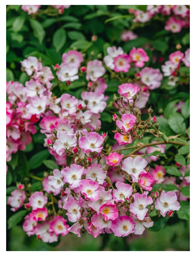 ROSIER BALLERINA ROSIER BALLERINA
