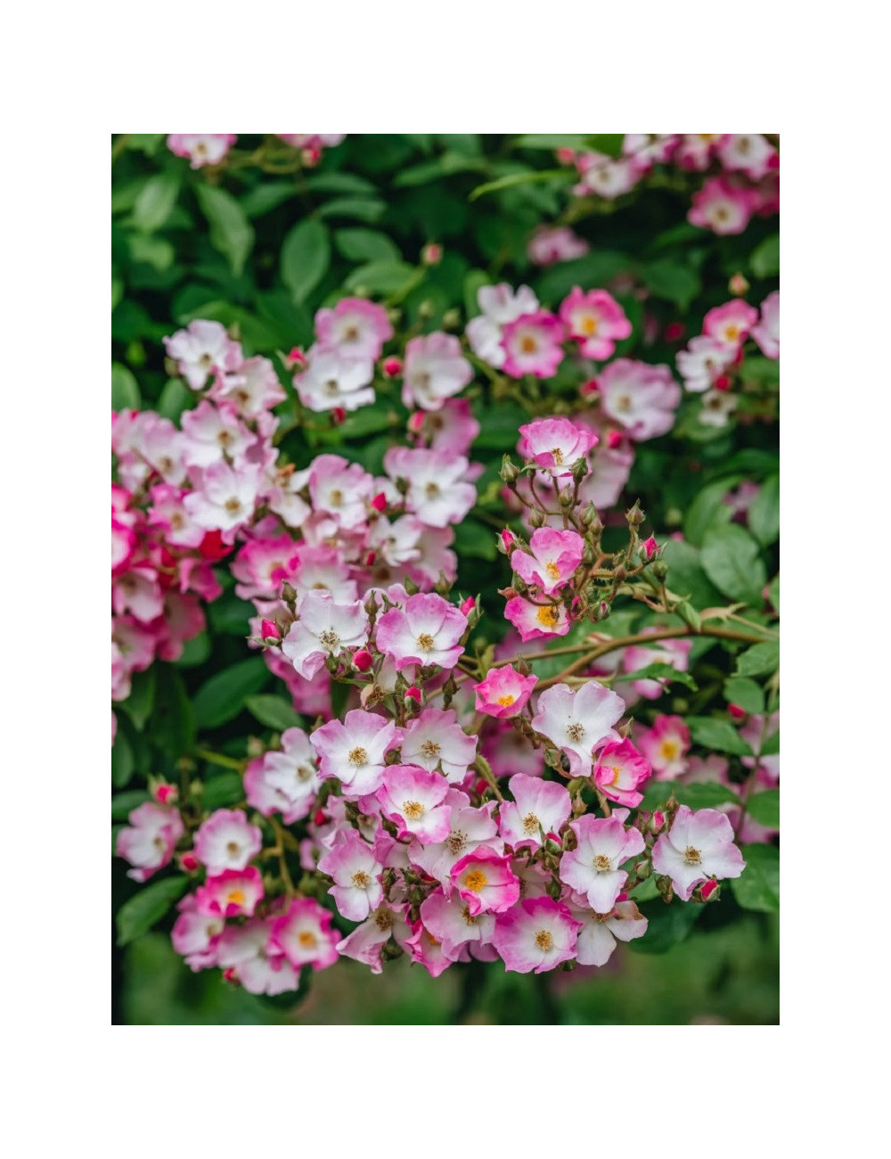 ROSIER BALLERINA