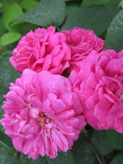 ROSIER BELLE AU BOIS DORMANT