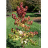 LIQUIDAMBAR styraciflua GOLDEN SUN (Copalme d'Amérique Golden Sun)