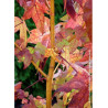 LIQUIDAMBAR styraciflua GOLDEN SUN (Copalme d'Amérique Golden Sun)