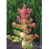 LIQUIDAMBAR styraciflua GOLDEN SUN (Copalme d'Amérique Golden Sun)