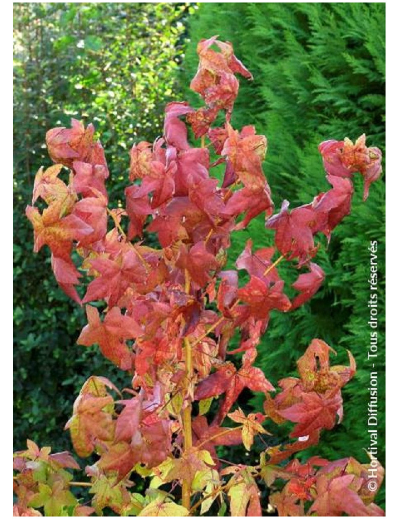 LIQUIDAMBAR styraciflua GOLDEN SUN (Copalme d'Amérique Golden Sun)