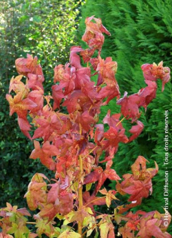 LIQUIDAMBAR styraciflua GOLDEN SUN
