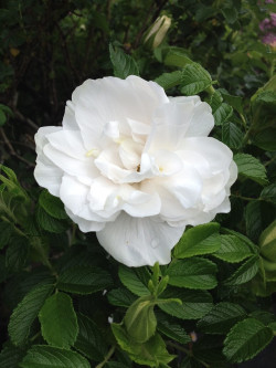 ROSIER BLANC DOUBLE DE COUBERT