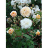 ROSIER BUFF BEAUTY (Rosier ancien)