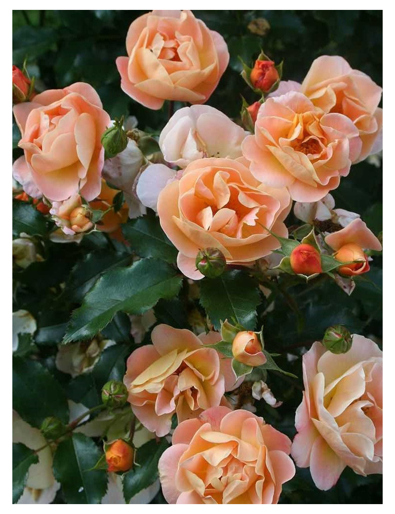 ROSIER CALIZIA® (Rosiers couvre-sol)