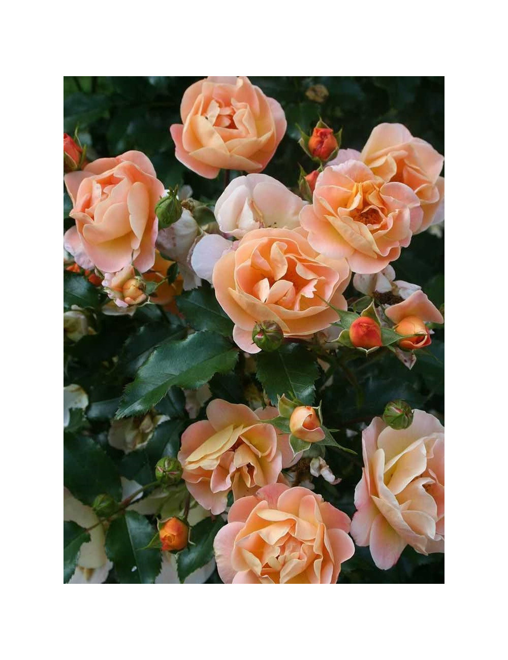 ROSIER CALIZIA