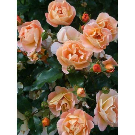 ROSIER CALIZIA® (Rosiers couvre-sol)