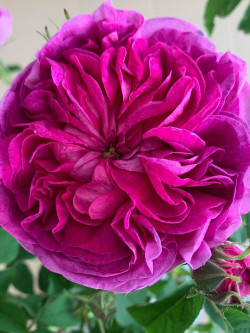 ROSIER CHARLES DE MILLS