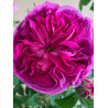 ROSIER CHARLES DE MILLS