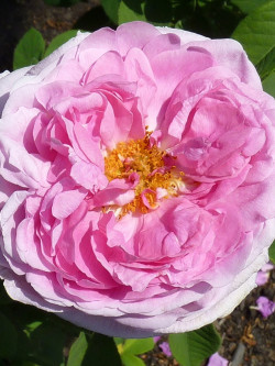 ROSIER COMTE DE CHAMBORD