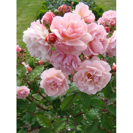 ROSIER CORNELIA