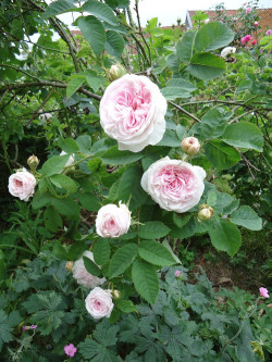 ROSIER CUISSE DE NYMPHE