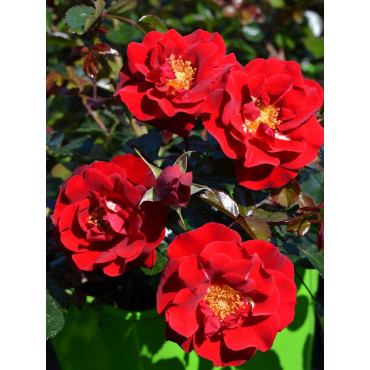 ROSIER VESUVIA® (Rosiers couvre-sol)