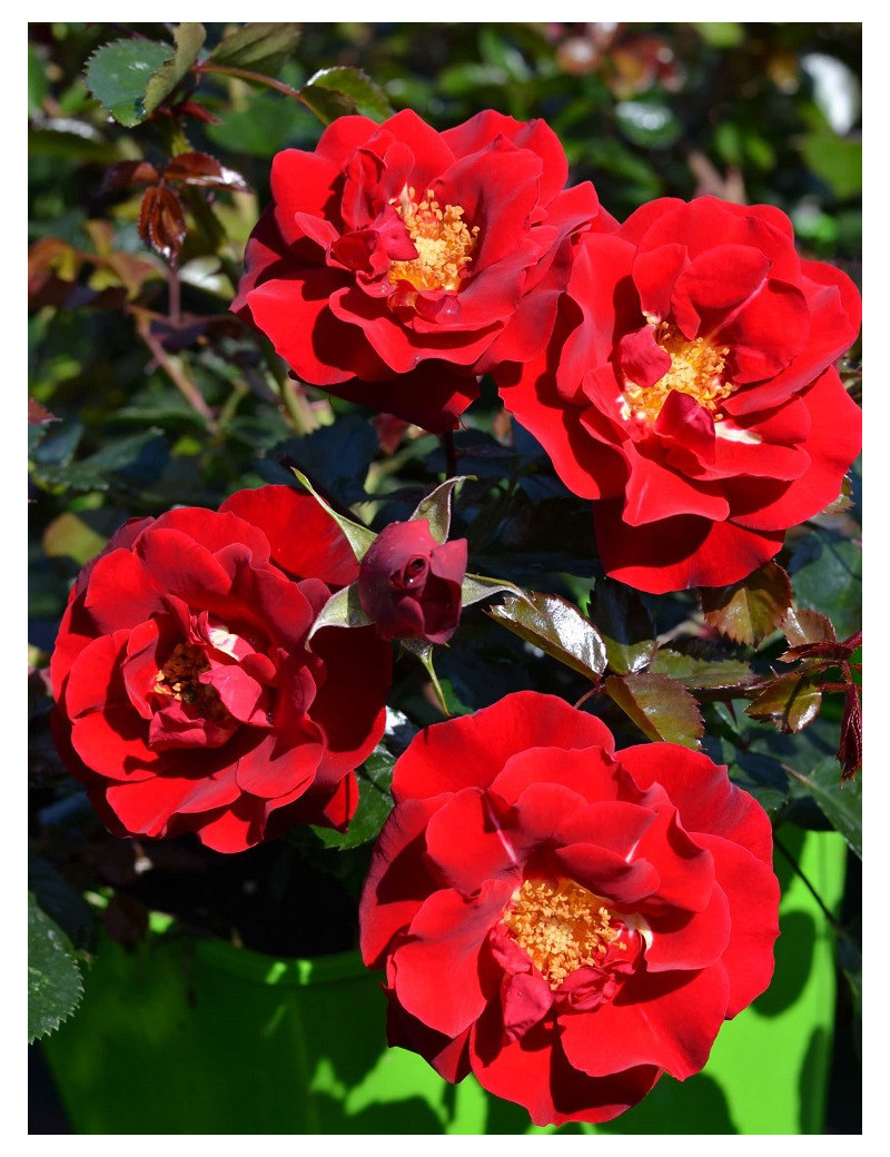 ROSIER VESUVIA® (Rosiers couvre-sol)