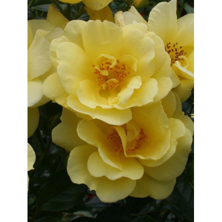 ROSIER SUNEVA® (Rosiers couvre-sol)