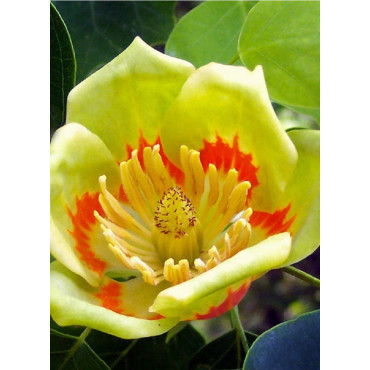 LIRIODENDRON tulipifera (Tulipier de Virginie)