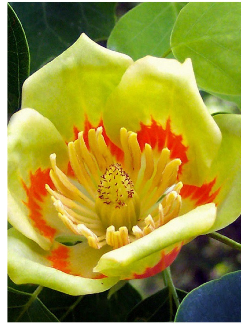 LIRIODENDRON tulipifera (Tulipier de Virginie)