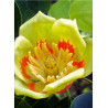 LIRIODENDRON tulipifera (Tulipier de Virginie)