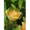 LIRIODENDRON tulipifera (Tulipier de Virginie)