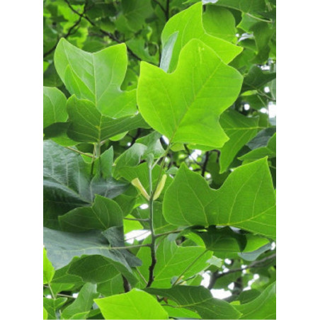 LIRIODENDRON tulipifera (Tulipier de Virginie)