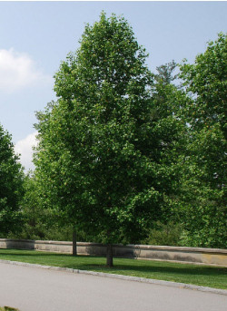 LIRIODENDRON tulipifera