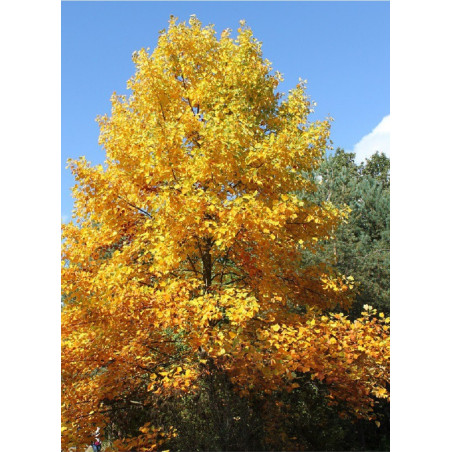 LIRIODENDRON tulipifera (Tulipier de Virginie)