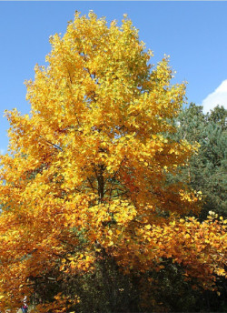 LIRIODENDRON tulipifera