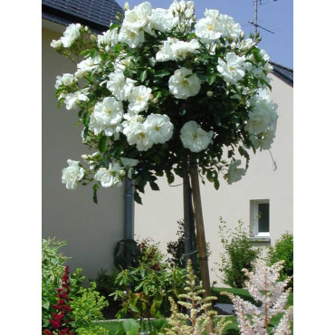 ROSIER TIGE OPALIA® (Rosier tige)