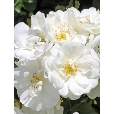 ROSIER OPALIA® (Rosiers couvre-sol)