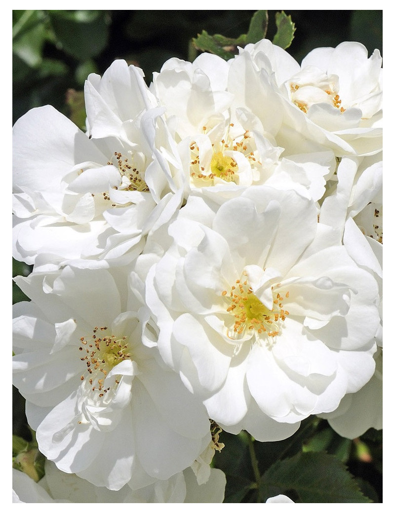 ROSIER OPALIA® (Rosiers couvre-sol)