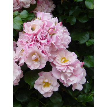 ROSIER MAREVA® (Rosiers couvre-sol)