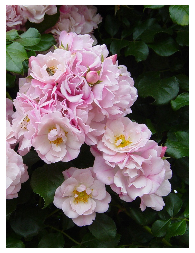 ROSIER MAREVA® (Rosiers couvre-sol)