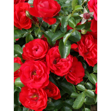 ROSIER KADORA® (Rosiers couvre-sol)