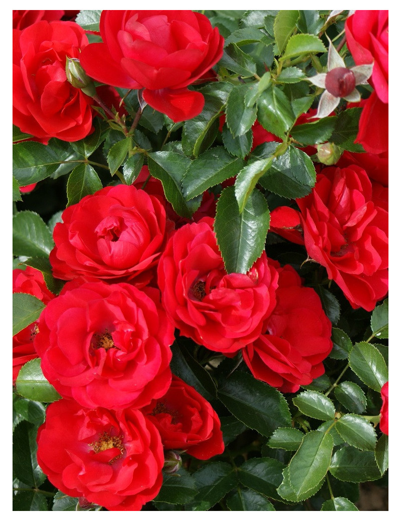 ROSIER KADORA® (Rosiers couvre-sol)