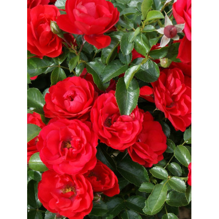 ROSIER KADORA® (Rosiers couvre-sol)