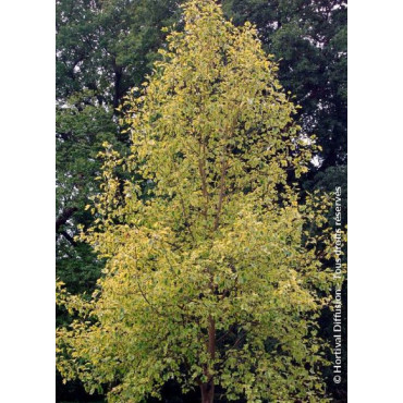 LIRIODENDRON tulipifera AUREOMARGINATUM (Tulipier de Virginie panaché)