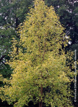 LIRIODENDRON tulipifera AUREOMARGINATUM