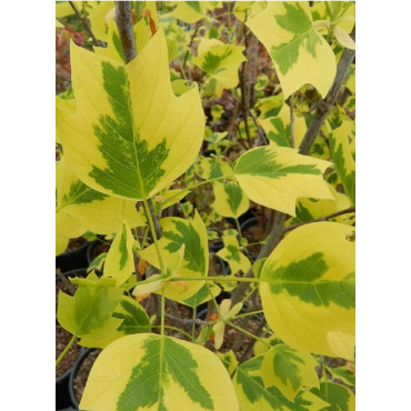 LIRIODENDRON tulipifera AUREOMARGINATUM (Tulipier de Virginie panaché)