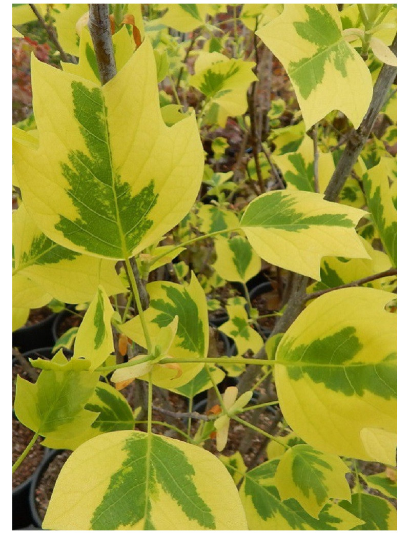 LIRIODENDRON tulipifera AUREOMARGINATUM (Tulipier de Virginie panaché)