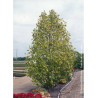 LIRIODENDRON tulipifera AUREOMARGINATUM (Tulipier de Virginie panaché)