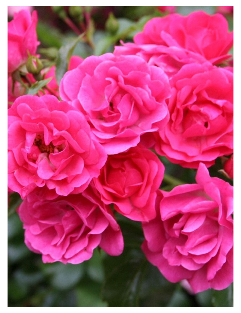 ROSIER EMERA® (Rosiers couvre-sol)