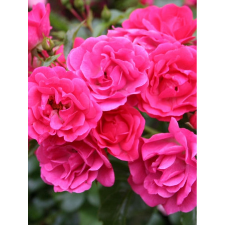 ROSIER EMERA® (Rosiers couvre-sol)