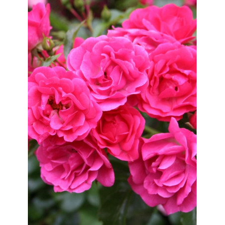 ROSIER EMERA® (Rosiers couvre-sol)