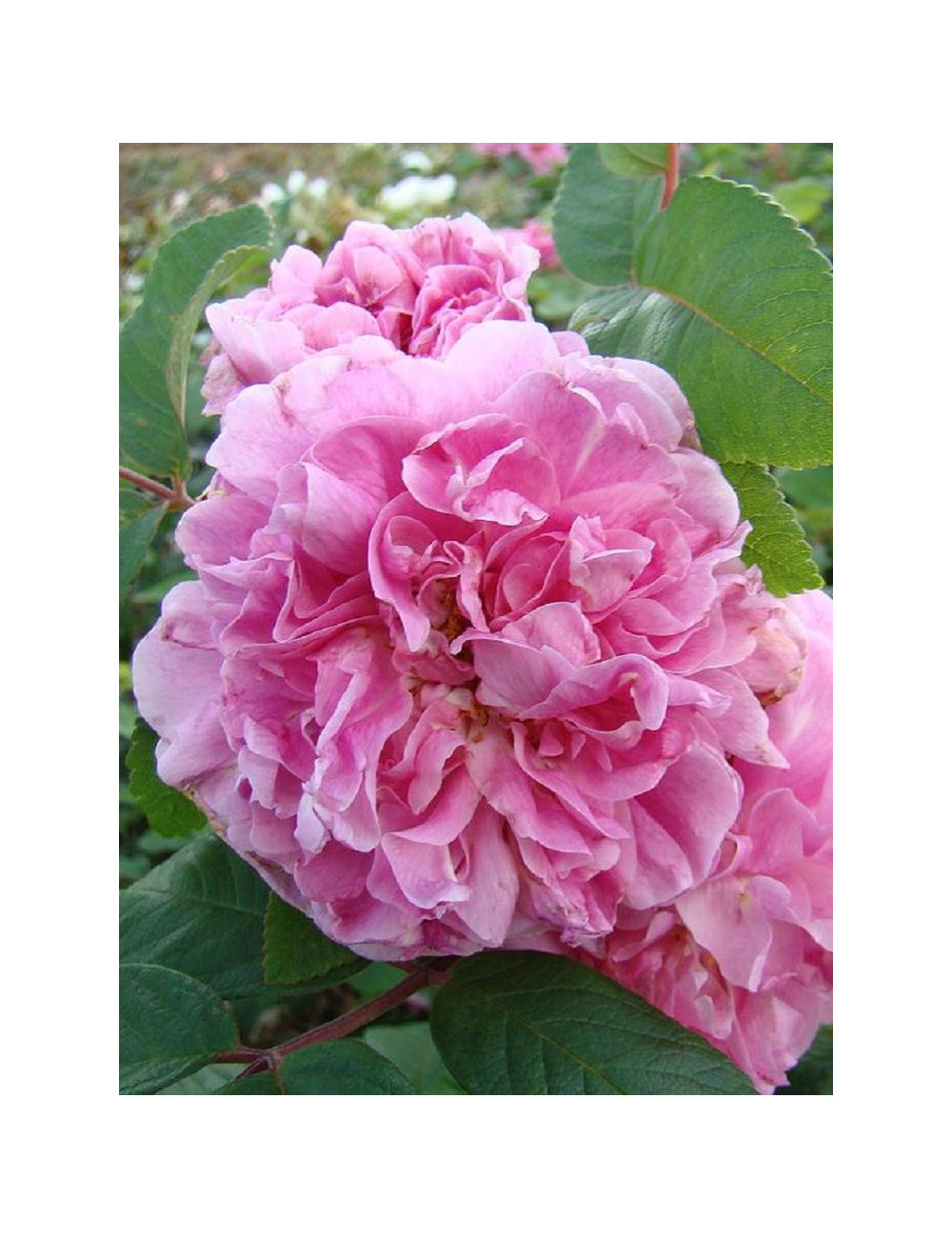 ROSIER THÉRÈSE BUGNET