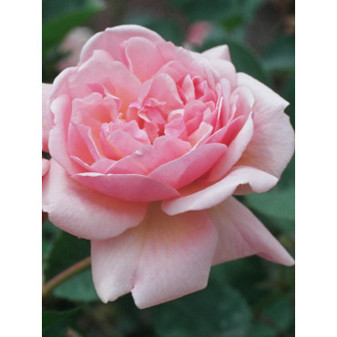 ROSIER FELICIA (Rosier ancien)