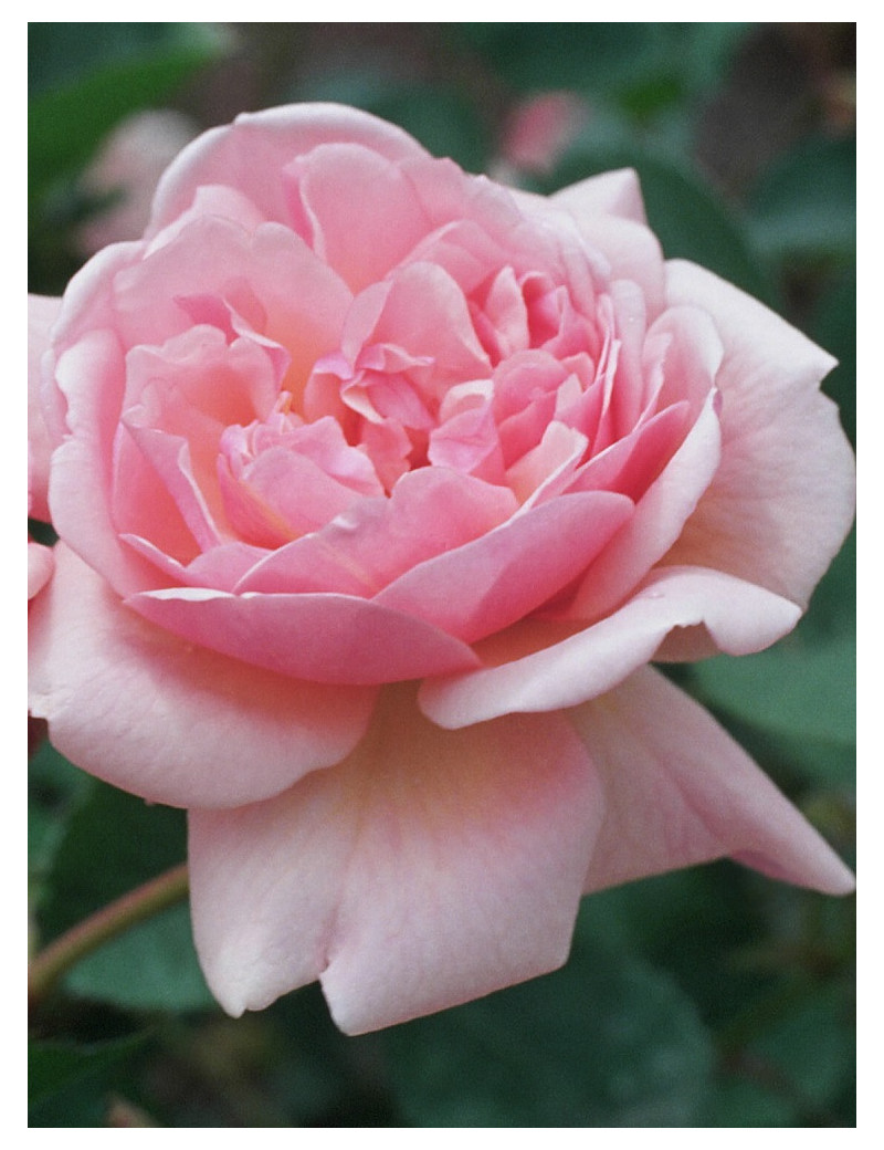 ROSIER FELICIA (Rosier ancien)